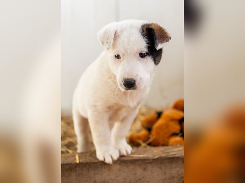 GARLIC - voller Liebe und Lebensfreude