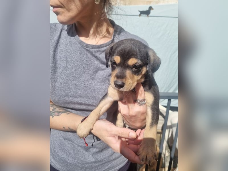 ARLÉS-kennt streichelnde Hände, Artgenossen, Liebe und Fürsorge jetzt ist er bereit für sein Zuhause