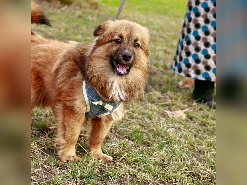 Süßer TINKU wartet auf gepacktem Köfferchen auf seine liebevolle Für-immer-Familie