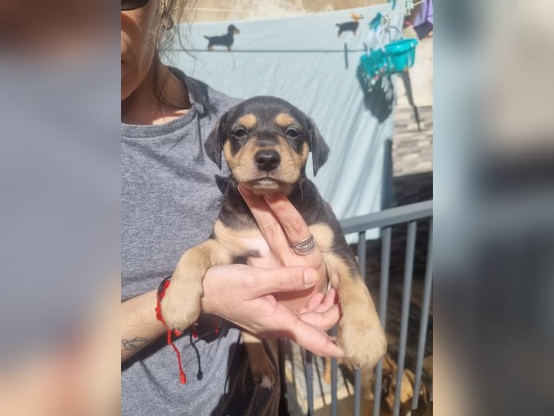 ARLÉS-kennt streichelnde Hände, Artgenossen, Liebe und Fürsorge jetzt ist er bereit für sein Zuhause