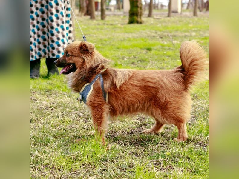 Süßer TINKU wartet auf gepacktem Köfferchen auf seine liebevolle Für-immer-Familie