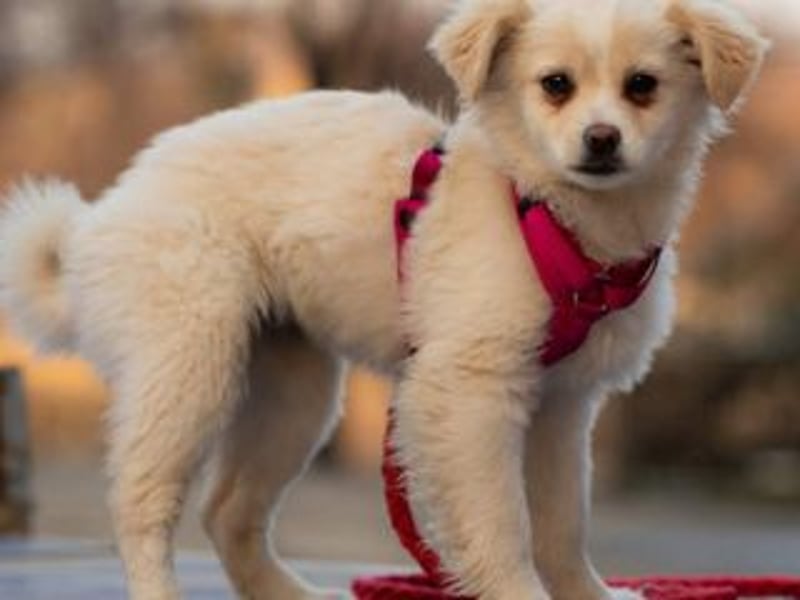 KIBA-ist verspielt und verschmust… ach, sie ist einfach zum Verlieben