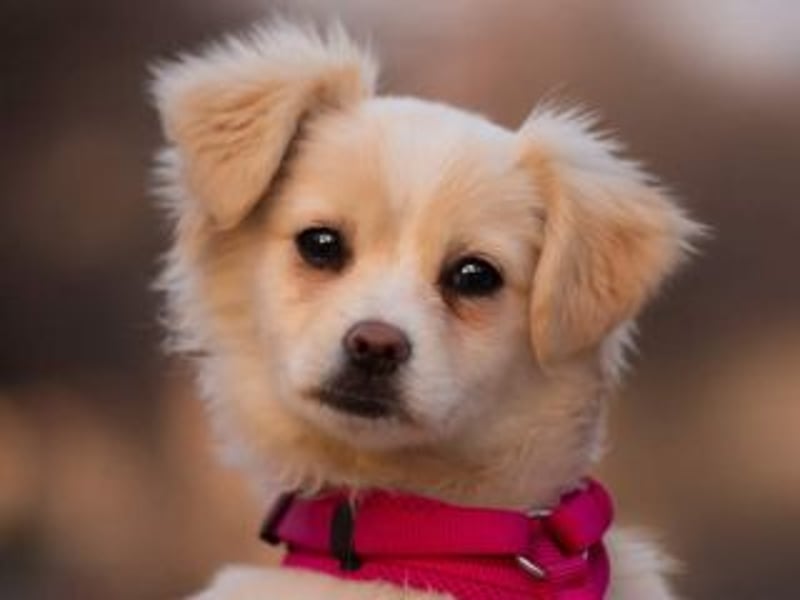 KIBA-ist verspielt und verschmust… ach, sie ist einfach zum Verlieben