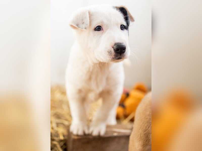 GARLIC - voller Liebe und Lebensfreude