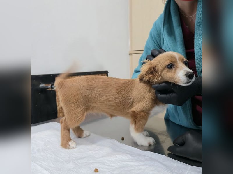 AYLA-Knopfaugen, Fledermausohren, ein Lächeln in Gesicht: das ist unsere süße kleine Ayla.