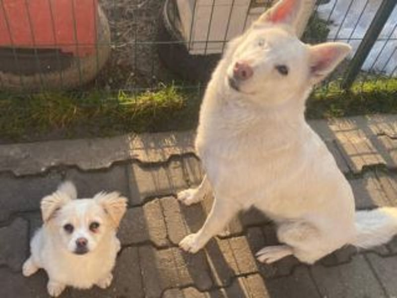 KIBA-ist verspielt und verschmust… ach, sie ist einfach zum Verlieben