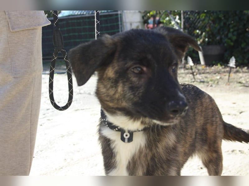 LOTTA - neugierig auf ihre liebevolle "Für-immer-Familie"