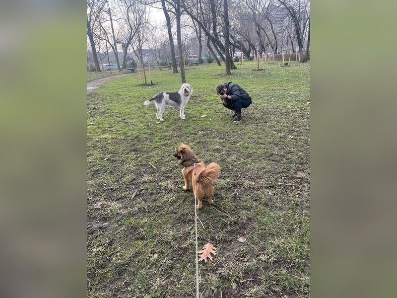 Süßer TINKU wartet auf gepacktem Köfferchen auf seine liebevolle Für-immer-Familie