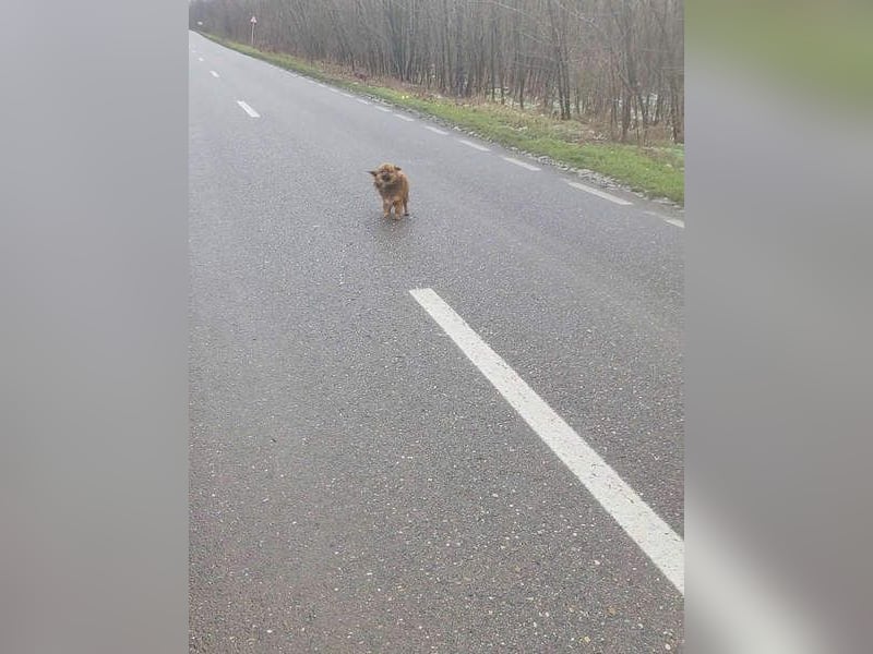 Süßer TINKU wartet auf gepacktem Köfferchen auf seine liebevolle Für-immer-Familie
