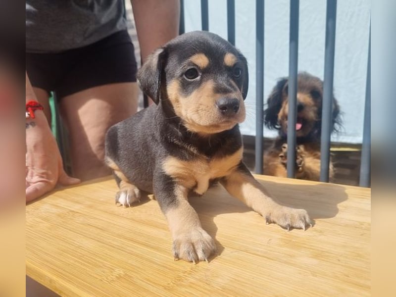 ARLÉS-kennt streichelnde Hände, Artgenossen, Liebe und Fürsorge jetzt ist er bereit für sein Zuhause