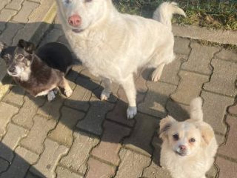 KIBA-ist verspielt und verschmust… ach, sie ist einfach zum Verlieben