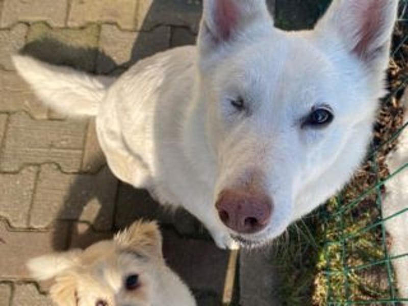 KIBA-ist verspielt und verschmust… ach, sie ist einfach zum Verlieben