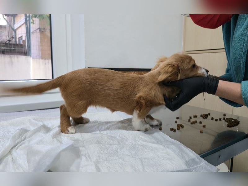 AYLA-Knopfaugen, Fledermausohren, ein Lächeln in Gesicht: das ist unsere süße kleine Ayla.