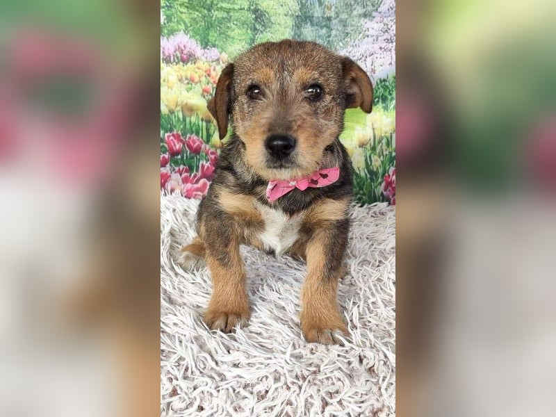 IRIS-zaubert ein Lächeln in jedes Gesicht-kleiner Welpe sucht dringend Für-immer-Zuhause