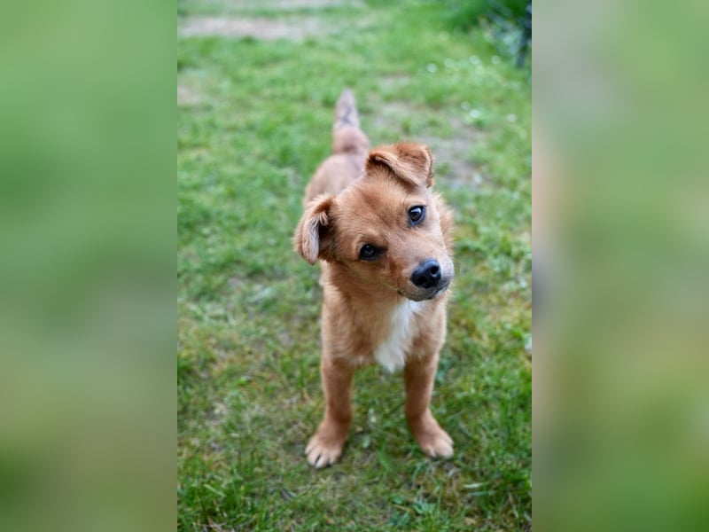 TOTO *bei unserer Pflegestelle in 46284 Dorsten*