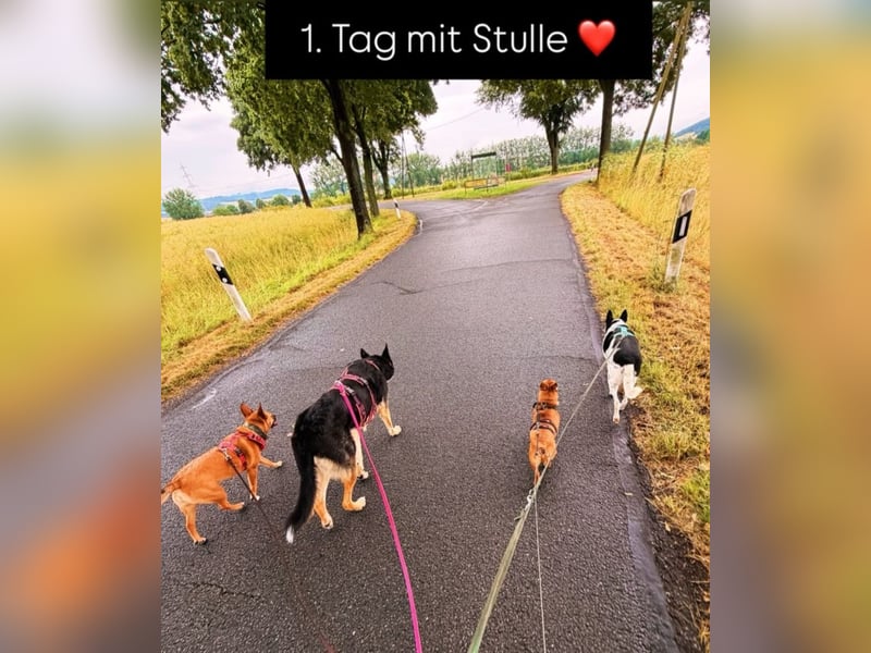 Stulle, bereits auf einer Pflegestelle in Deutschland, sucht ein Zuhause für immer !