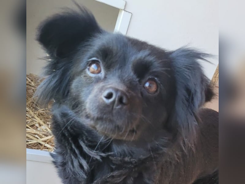 Minnie, ehemals Julcsi, sucht leider ein neues Zuhause !