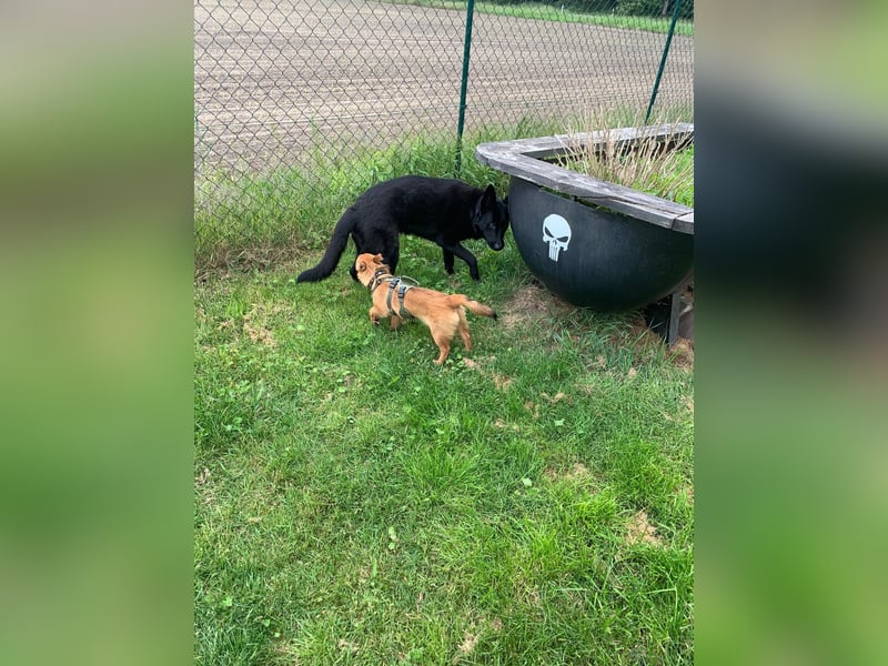 TOTO *bei unserer Pflegestelle in 46284 Dorsten*