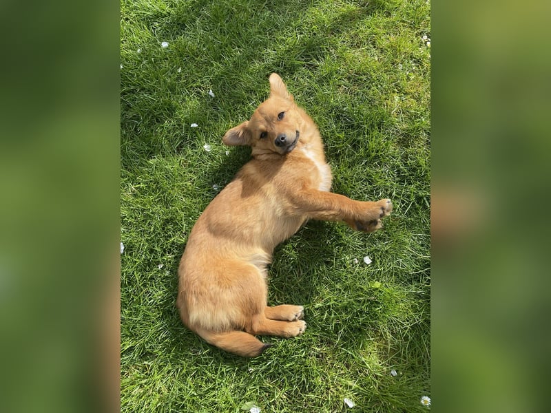 TOTO *bei unserer Pflegestelle in 46284 Dorsten*