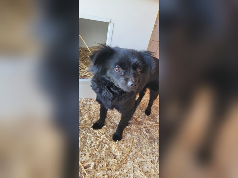 Minnie, ehemals Julcsi, sucht leider ein neues Zuhause !
