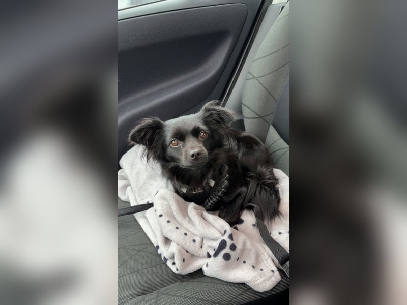 Minnie, ehemals Julcsi, sucht leider ein neues Zuhause !