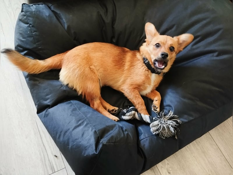 TOTO *bei unserer Pflegestelle in 46284 Dorsten*