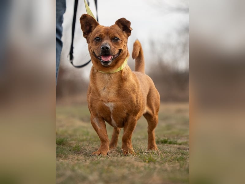 Herkules , noch zurückhaltend, sucht ein ruhiges Zuhause !