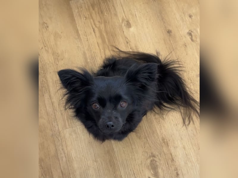 Minnie, ehemals Julcsi, sucht leider ein neues Zuhause !