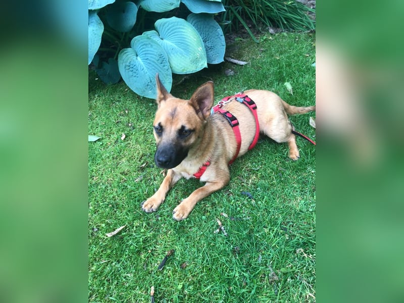 Olivia - lebt jetzt auf einer Pflegestelle in 41061 Mönchengladbach !