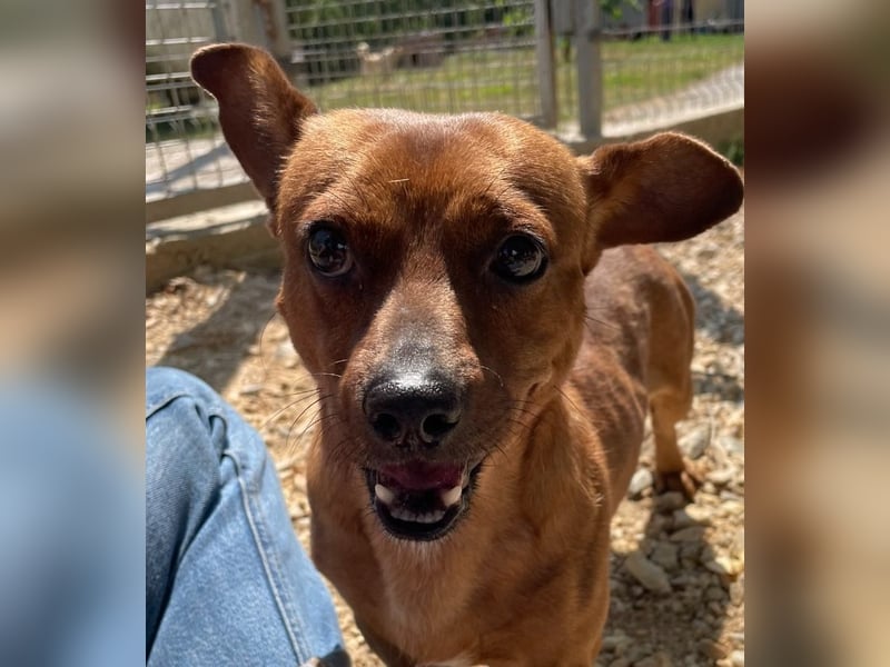 Herkules , noch zurückhaltend, sucht ein ruhiges Zuhause !