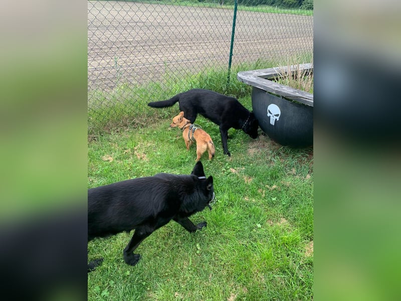 TOTO *bei unserer Pflegestelle in 46284 Dorsten*
