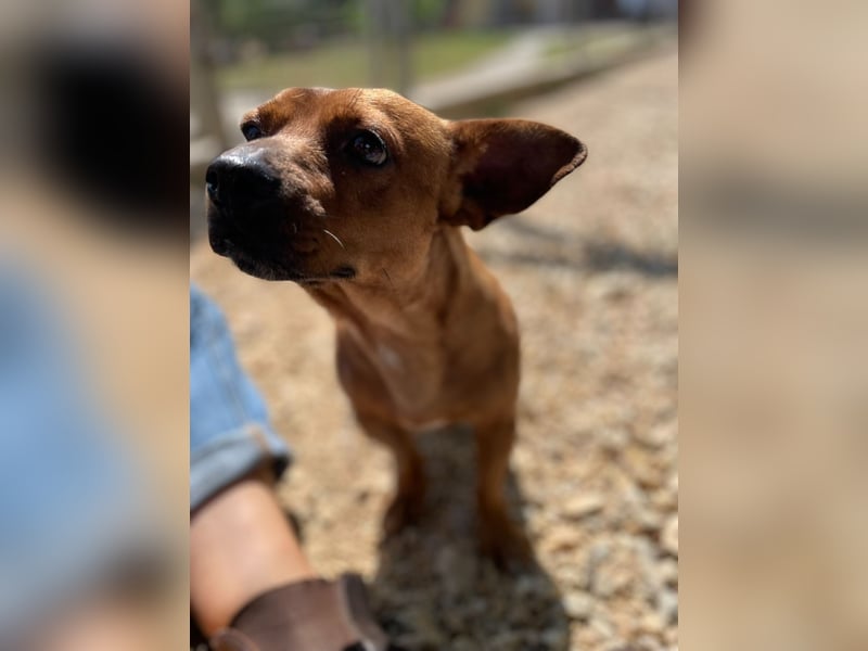 Herkules , noch zurückhaltend, sucht ein ruhiges Zuhause !