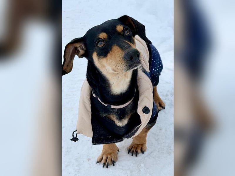 Csingiling lässt  Herzen von Dackelliebhabern schneller schlagen !