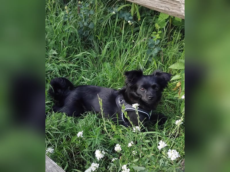 Minnie, ehemals Julcsi, sucht leider ein neues Zuhause !