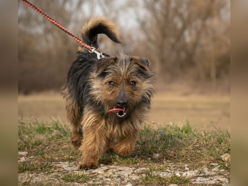 Hella,  bezaubernde kleine agile Strubbelhündin !