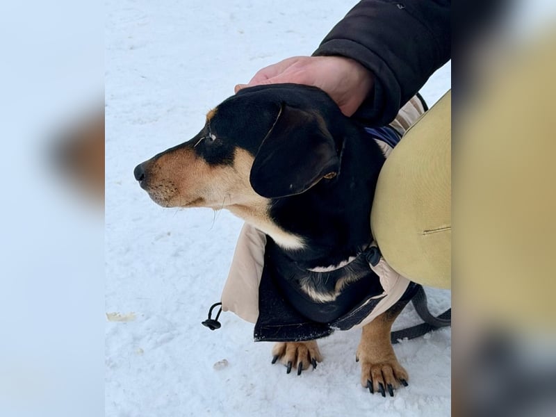 Csingiling lässt  Herzen von Dackelliebhabern schneller schlagen !