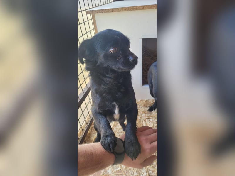 Minnie, ehemals Julcsi, sucht leider ein neues Zuhause !