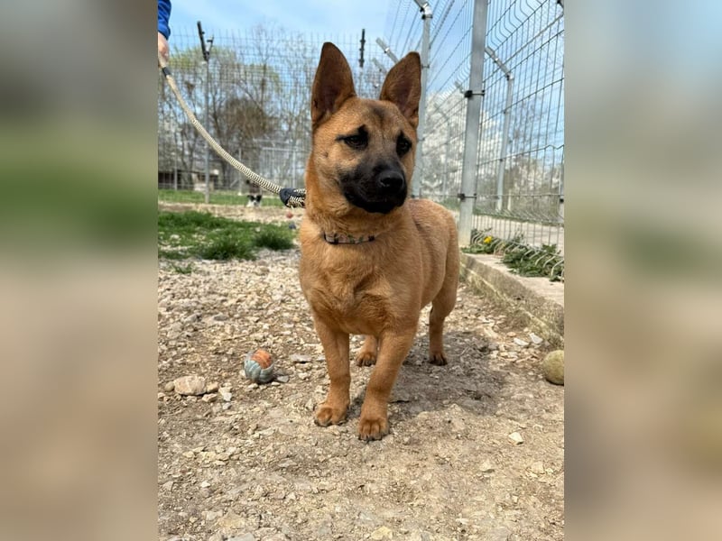 Olivia - lebt jetzt auf einer Pflegestelle in 41061 Mönchengladbach !