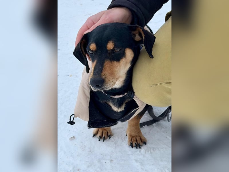 Csingiling lässt  Herzen von Dackelliebhabern schneller schlagen !