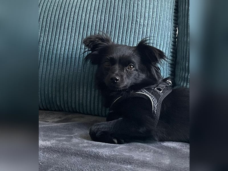 Minnie, ehemals Julcsi, sucht leider ein neues Zuhause !