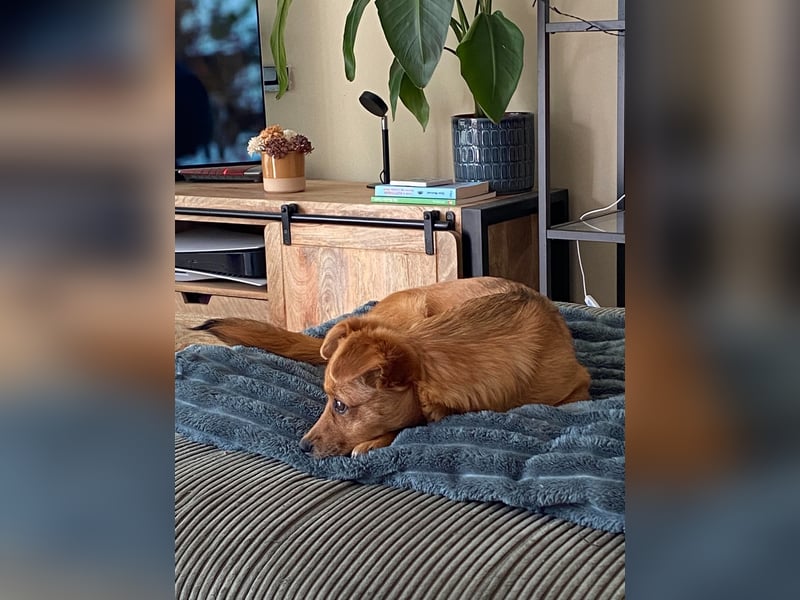 TOTO *bei unserer Pflegestelle in 46284 Dorsten*
