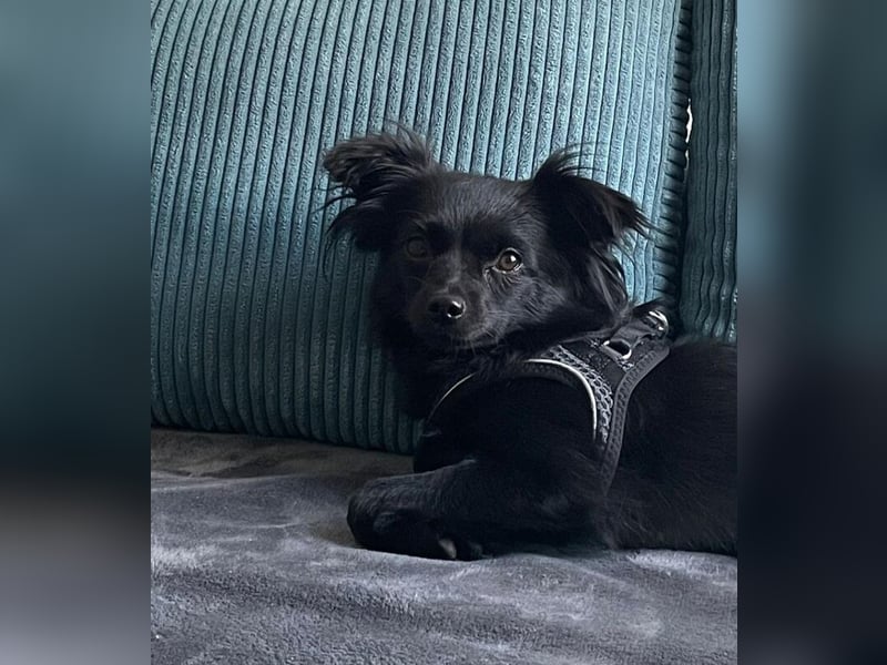 Minnie, ehemals Julcsi, sucht leider ein neues Zuhause !