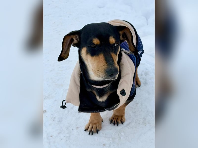 Csingiling lässt  Herzen von Dackelliebhabern schneller schlagen !