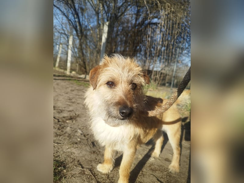 Titi kam verletzt ins Tierheim und hat sich prima erholt !
