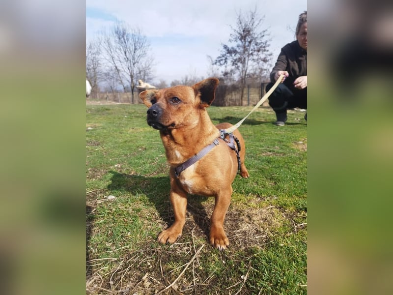 Herkules , noch zurückhaltend, sucht ein ruhiges Zuhause !