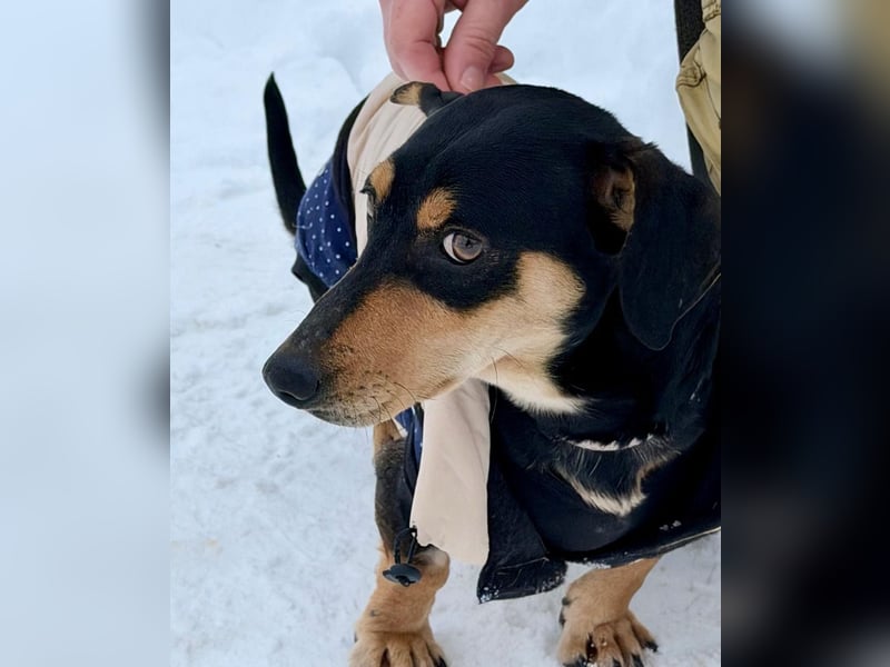 Csingiling lässt  Herzen von Dackelliebhabern schneller schlagen !