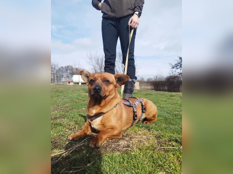 Herkules , noch zurückhaltend, sucht ein ruhiges Zuhause !