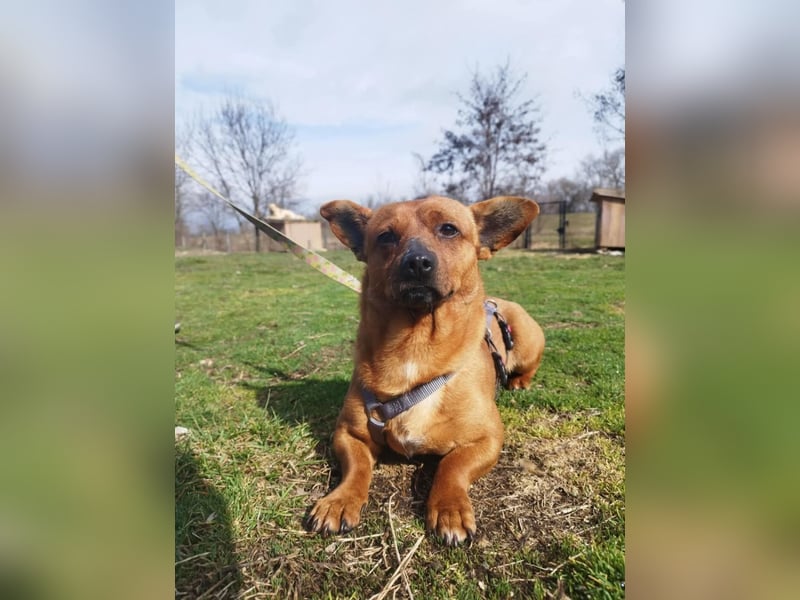 Herkules , noch zurückhaltend, sucht ein ruhiges Zuhause !