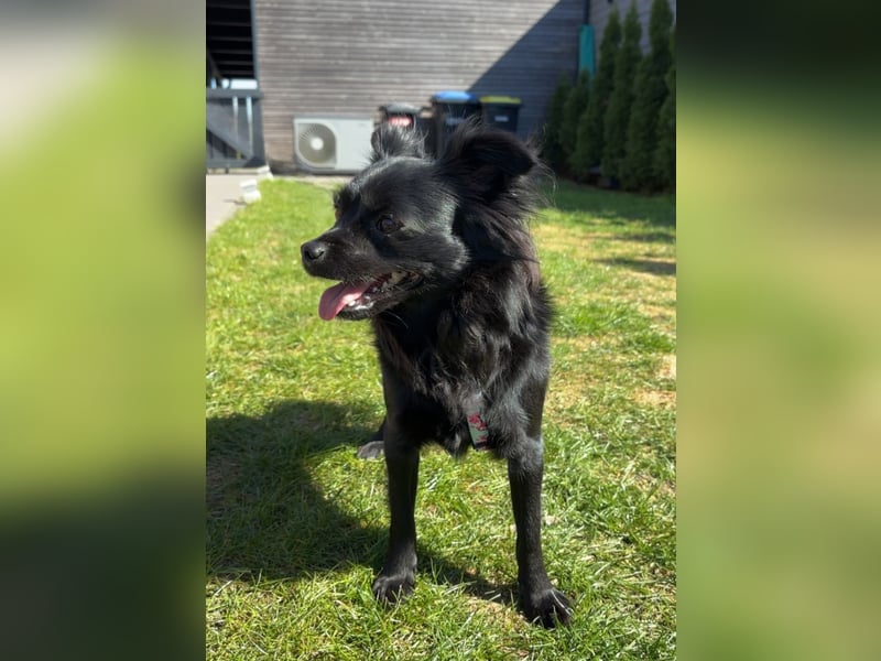 Minnie, ehemals Julcsi, sucht leider ein neues Zuhause !