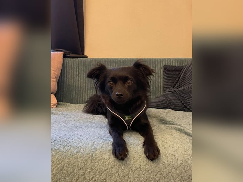 Minnie, ehemals Julcsi, sucht leider ein neues Zuhause !